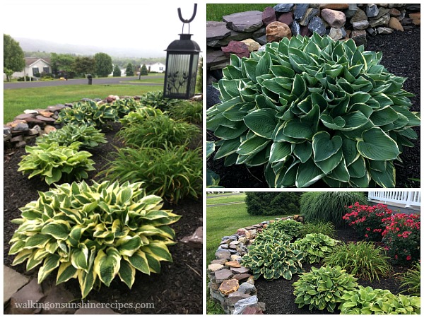 gardening tips grow