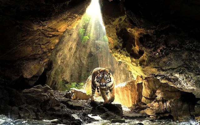 Een tijger in een grot