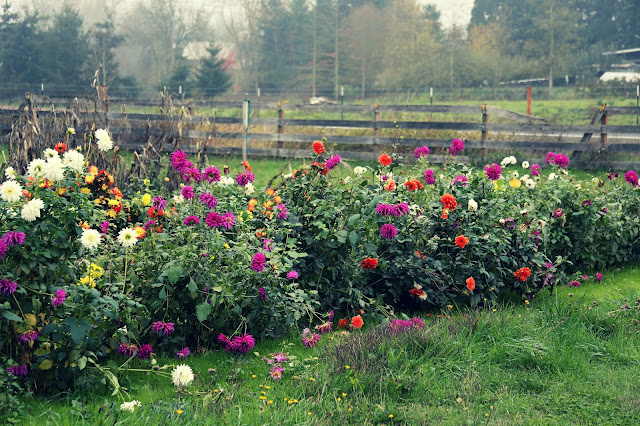 Dahlias Garden Oregon