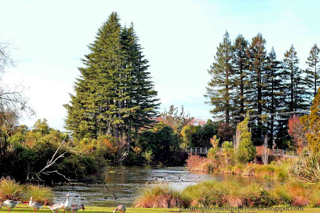 Hamurana Springs NZ
