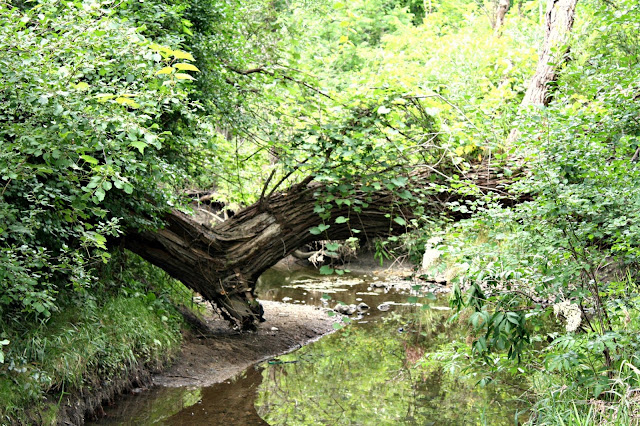 River at Spring Valley Nature Center in Schaumburg