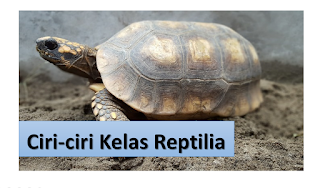 Ciri-ciri Kelas Reptilia Ciri-ciri Kelas Reptilia
