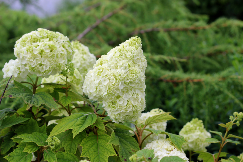Oakleaf Hydrangea Gatsby Star Cinemas 93