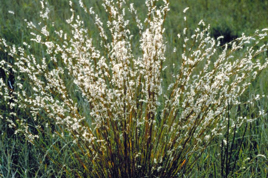 plantings with little blue stem grass plantings with little blue stem grass