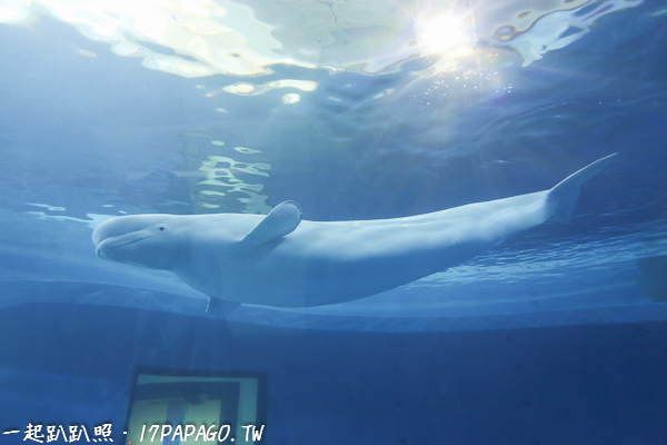 可愛的白鯨，好像在對著大家微笑，可以觀察白鯨如何浮出水換氣