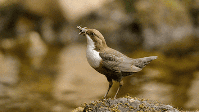 Burung-makan-jangkrik.gif (400×225)