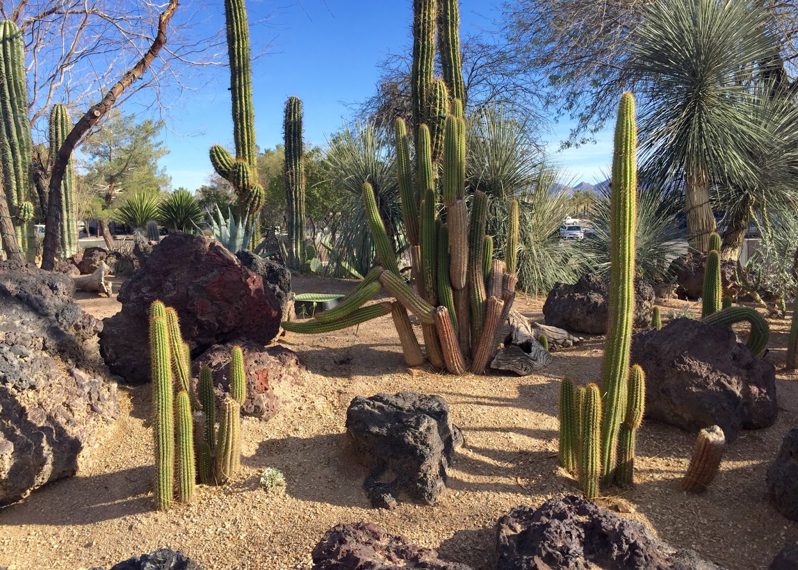 Red House Garden: The Ethel M. Chocolate Factory's Botanical Cactus Garden