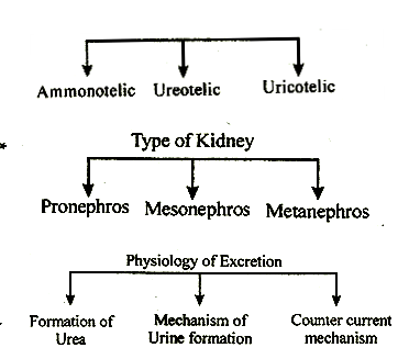 Knowledge Class: Excretion in Animals