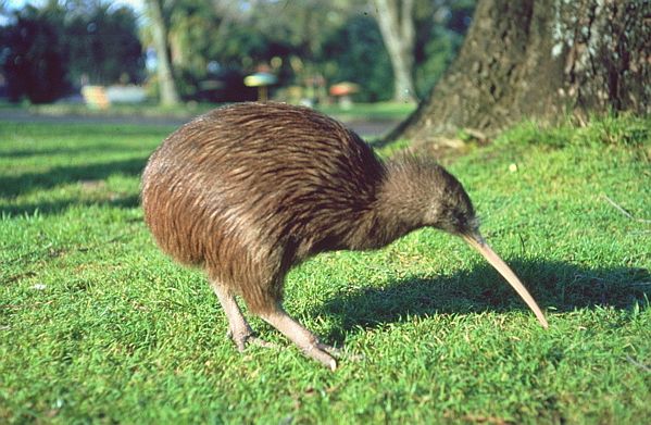 Kiwi | Animals Library
