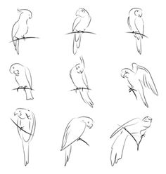 parrot images