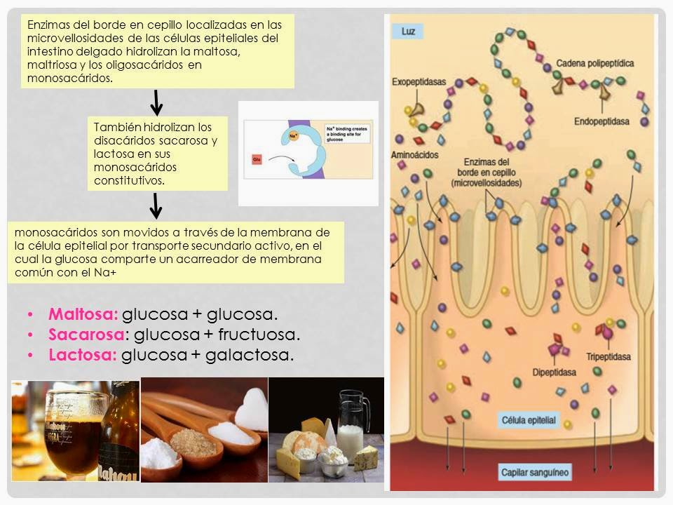 DIGESTIÓN DE CARBOHÍDRATOS, PROTEÍNAS Y LÍPIDOS. Blog de Fisiología Médica