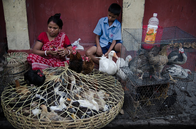 Balarka Brahma: Kolkata Pet Market