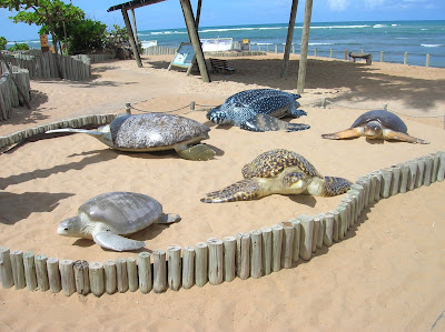 Tipos de tortugas, Proyecto Tamar, Praia do Forte, Brasil, La vuelta al mundo de Asun y Ricardo, round the world, mundoporlibre.com