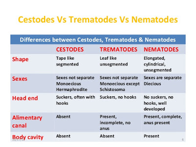 CESTODES AND TREMATODES PDF DOWNLOAD CESTODES AND TREMATODES PDF DOWNLOAD