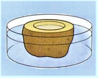 osmosis pada kentang osmosis pada kentang