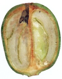 Yo Soy Agrónomo: BROCA DEL CAFÉ (Hypothenemus hampei)