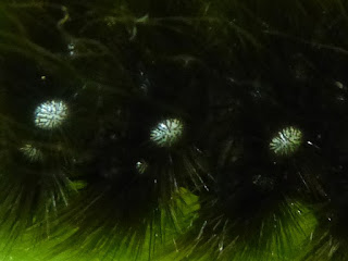 Chenille noire velue Chenille noire velue