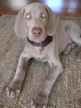 Puppy Image Picture Photo Review