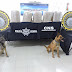 PF asegura 95KG de marihuana en empresa de pequetería de Cancún
