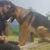 Envenenan a "Kaos", el perro héroe de Italia