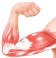 Muscle (otot) Muscle (otot)