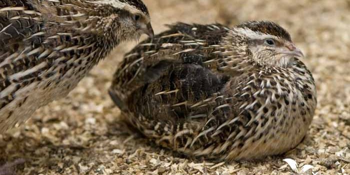 15 Cara Ternak Burung Puyuh Petelur Dan Pedaging Untuk Pemula Agar