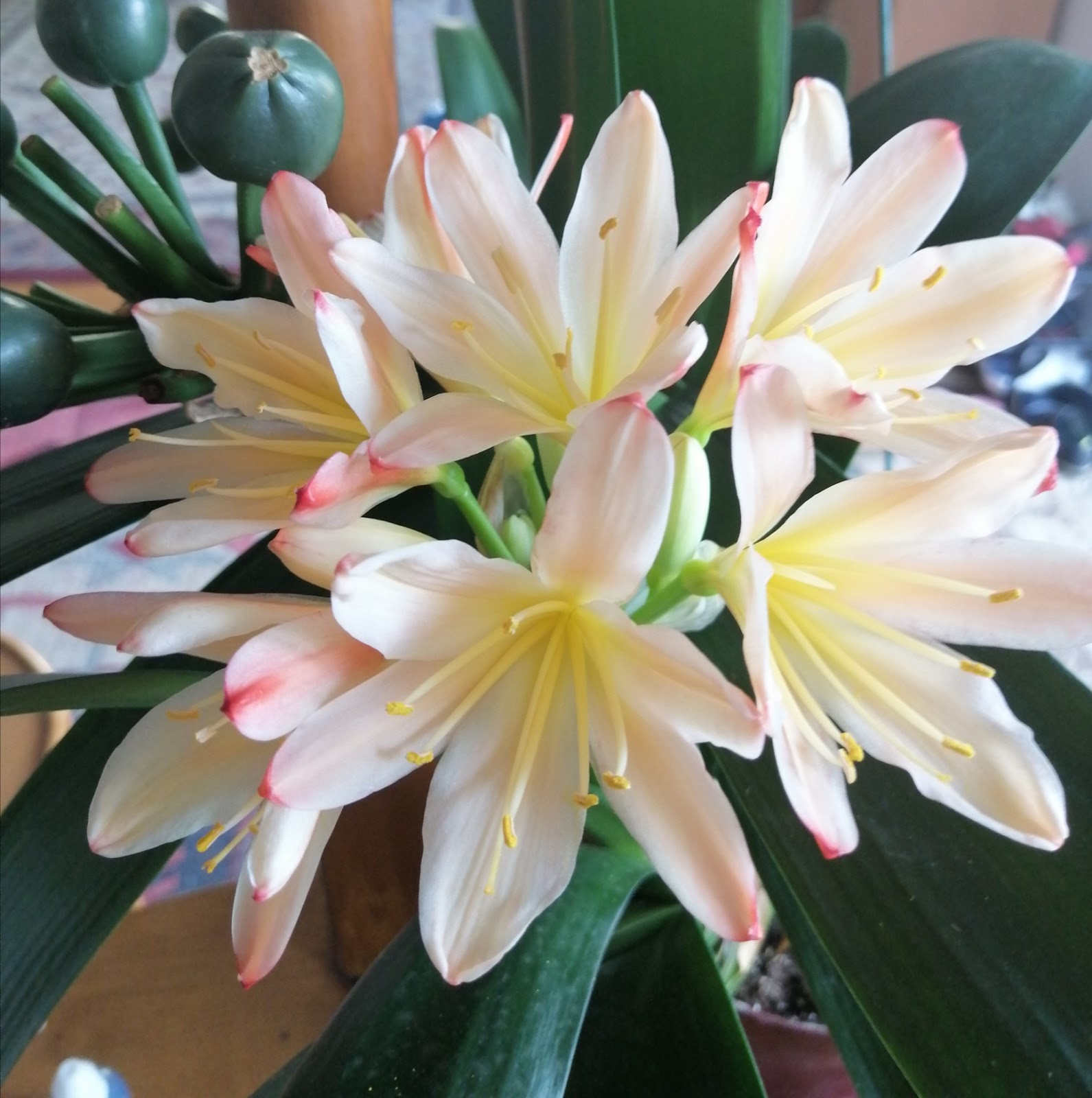 My passion Plants Clivia Florid White Lips