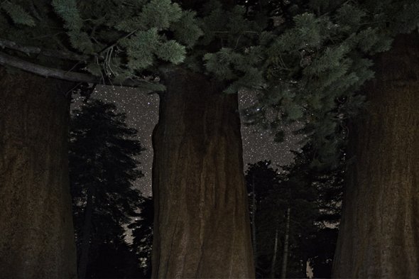 Antigas árvores sob o céu noturno estrelado nas lindas fotografias de Beth Moon Beth Moon fotografia natureza diamond nights árvores céu noturno estrelas
