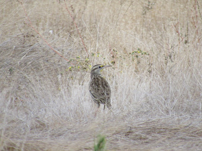 Sacramento National Wildlife Refuge California Pacific Flyway