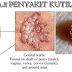 Obat Kutil Kelamin Jamu Herbal De Nature thumbnail
