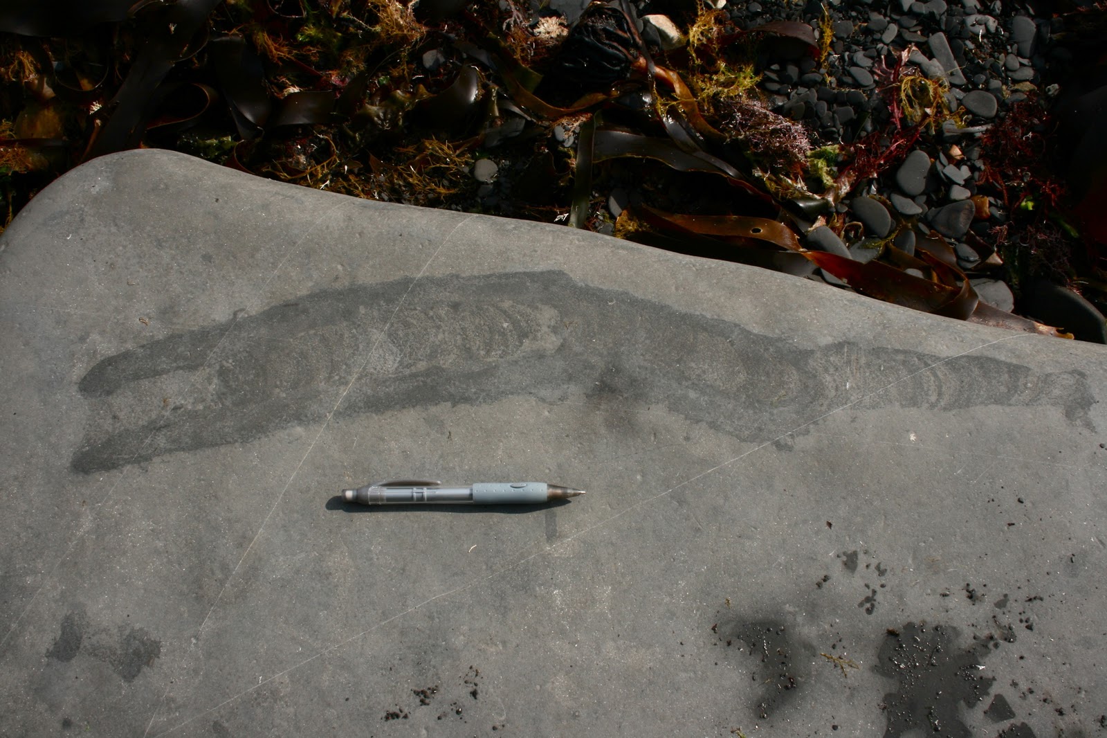 Ammonite eggs and dragonfly wings the amazing fossils of Kimmeridge Bay