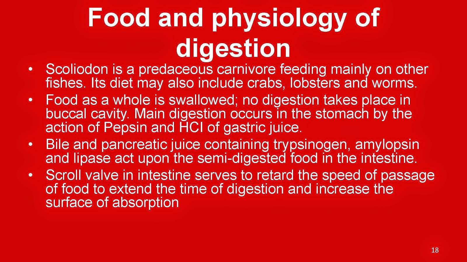 Shelford Tutorials: Digestive System of Scoliodon