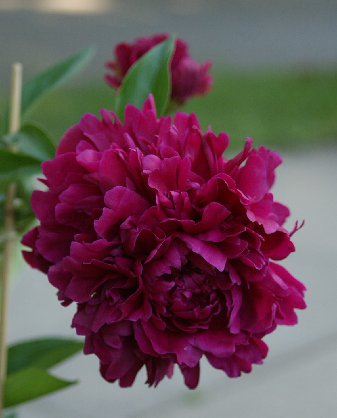 Visit My Garden Herbaceous Peonies