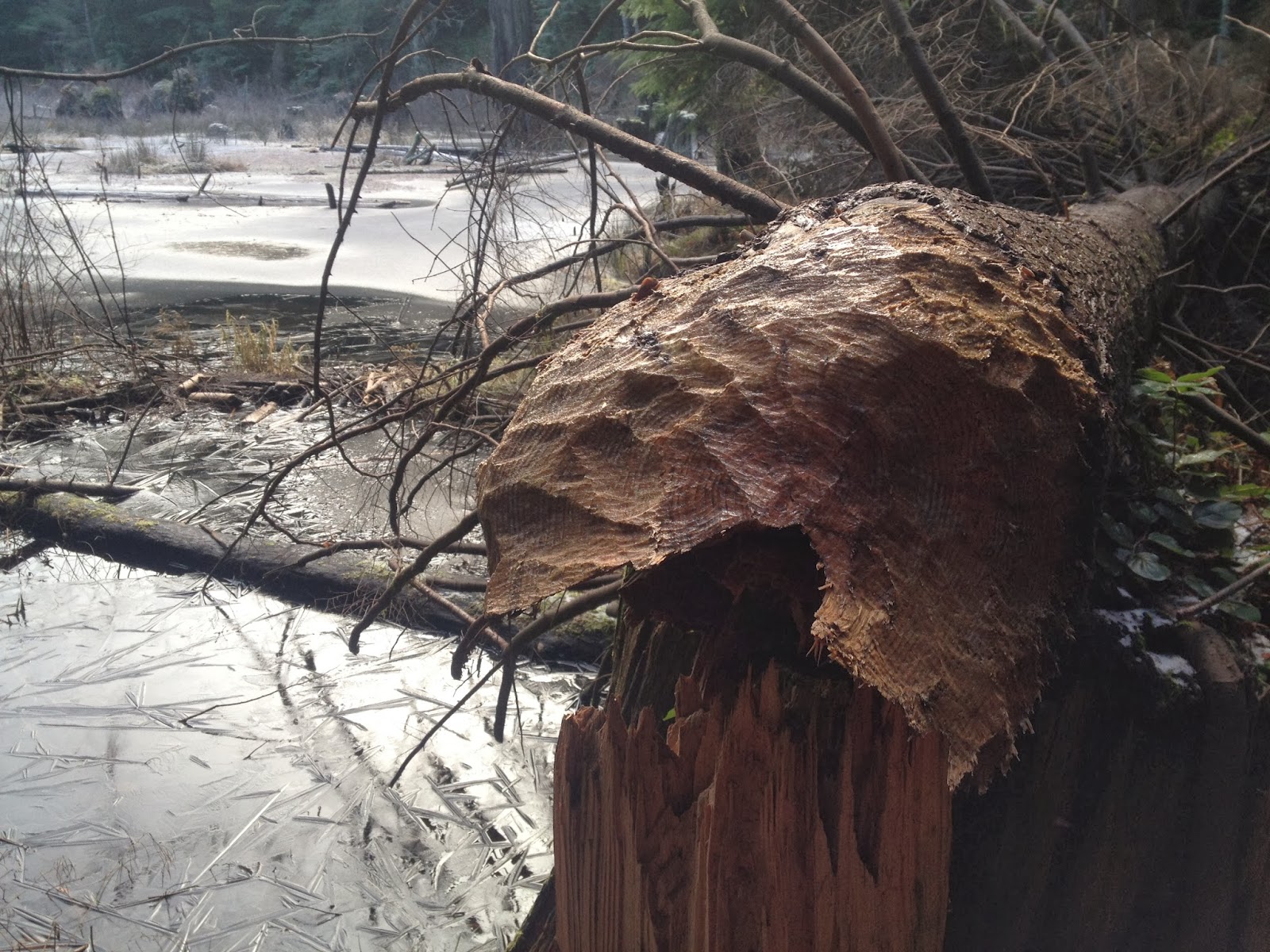 Before The Deluge A Frosty Morning on Blanchard Mountain
