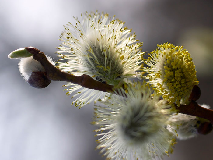 Pussy Willow Flower 5