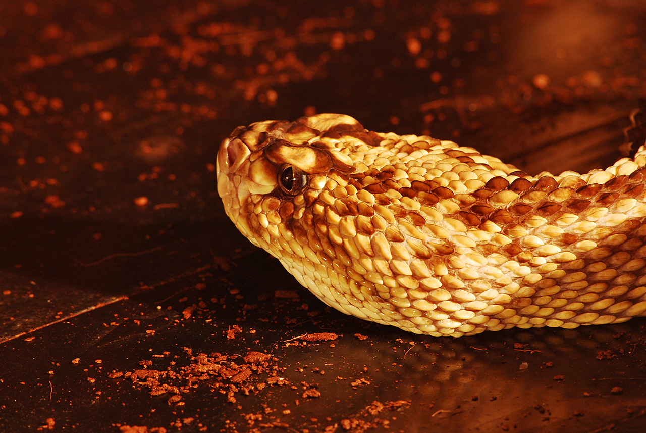 Gyávol Roland Photography: Reptiles