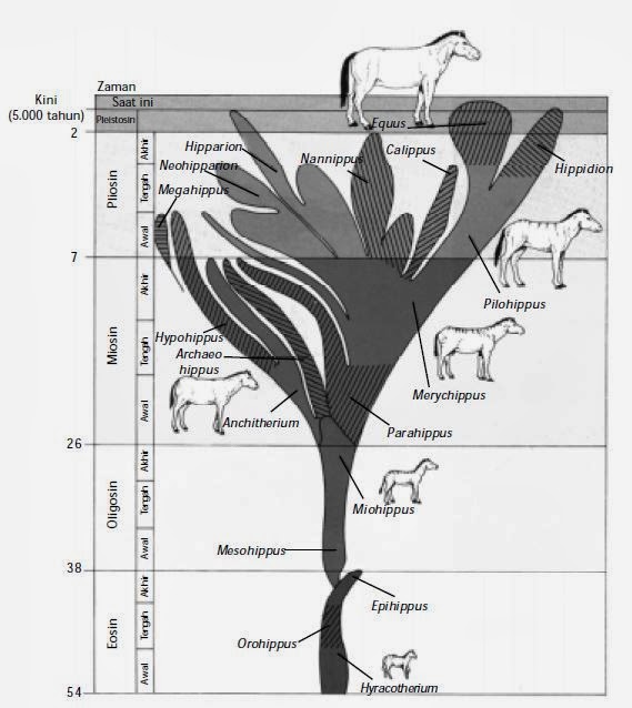 Evolusi kuda berdasarkan penemuan fosil Evolusi kuda berdasarkan penemuan fosil
