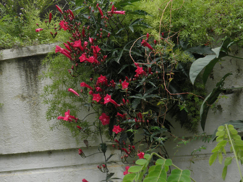 Trees, Plants & more The Cardinal Creeper