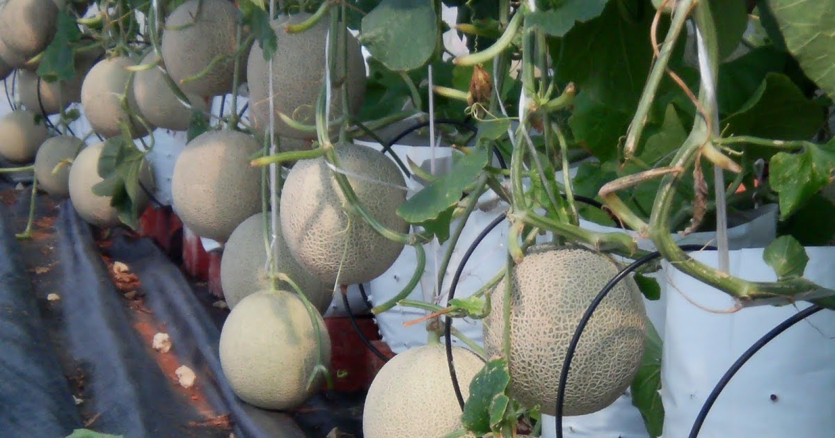 Cara Menanam Melon Yang Baik Dan Menghasilkan Buah Yang Lebat Dackbloom