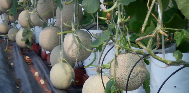Cara Menanam Melon Yang Baik Dan Menghasilkan Buah Yang Lebat Cara Menanam Melon Yang Baik Dan Menghasilkan Buah Yang Lebat
