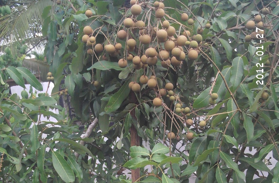  CARA  MENANAM  LENGKENG  DALAM  POT 