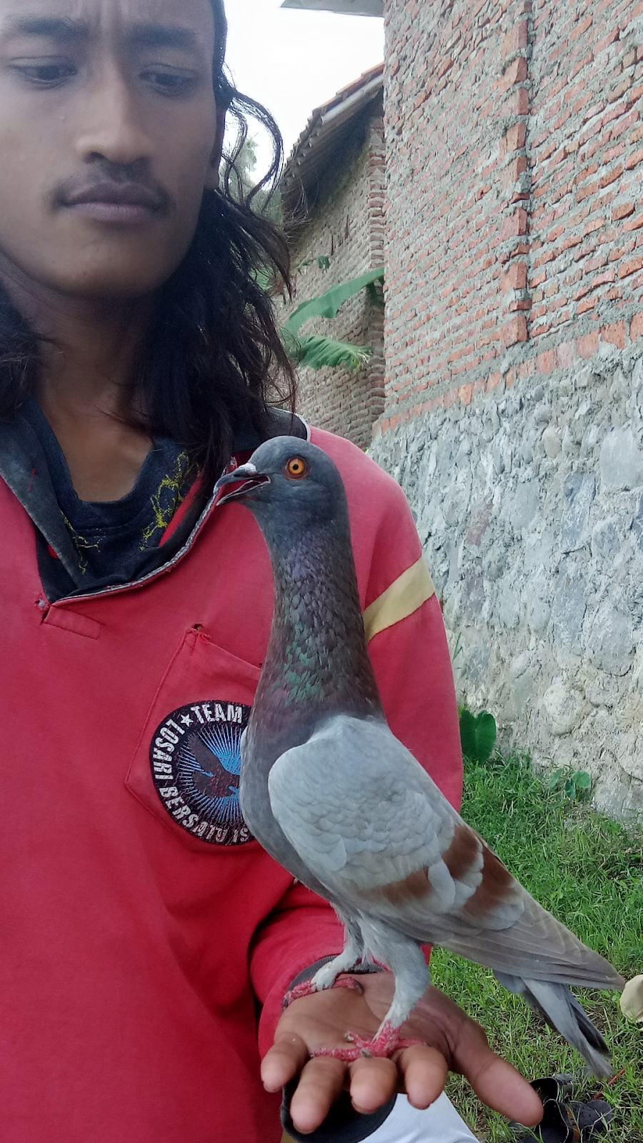 CARA EFEKTIF MELATIH BAHAN MERPATI KOLONG EPISODE 1