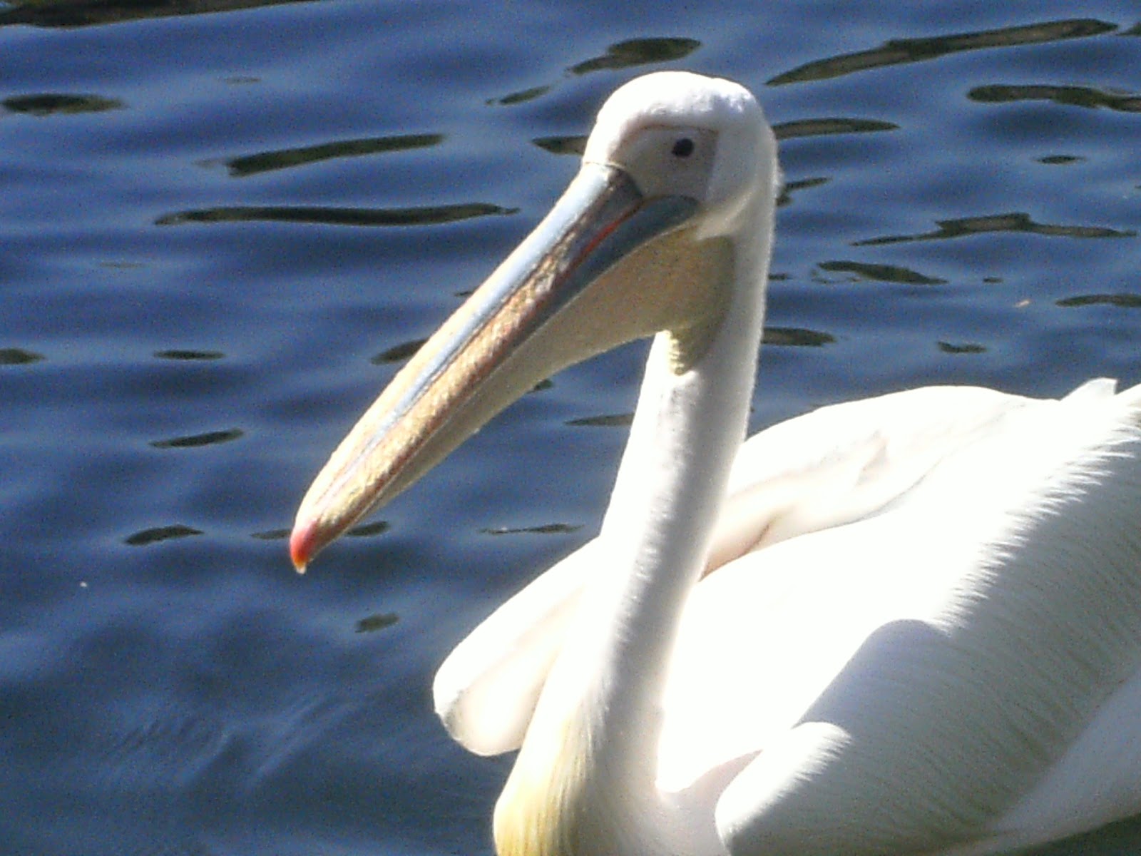 Sam in San Diego Great white pelicans