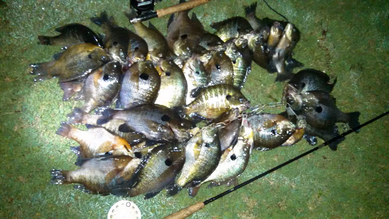North Georgia Sportsman Getting Started Fly Fishing Trout Aren T The Only Species You Can Target While Fly Fishing Bedding Bluegill With A Rod Provide Some Of Most Fun Have Afield