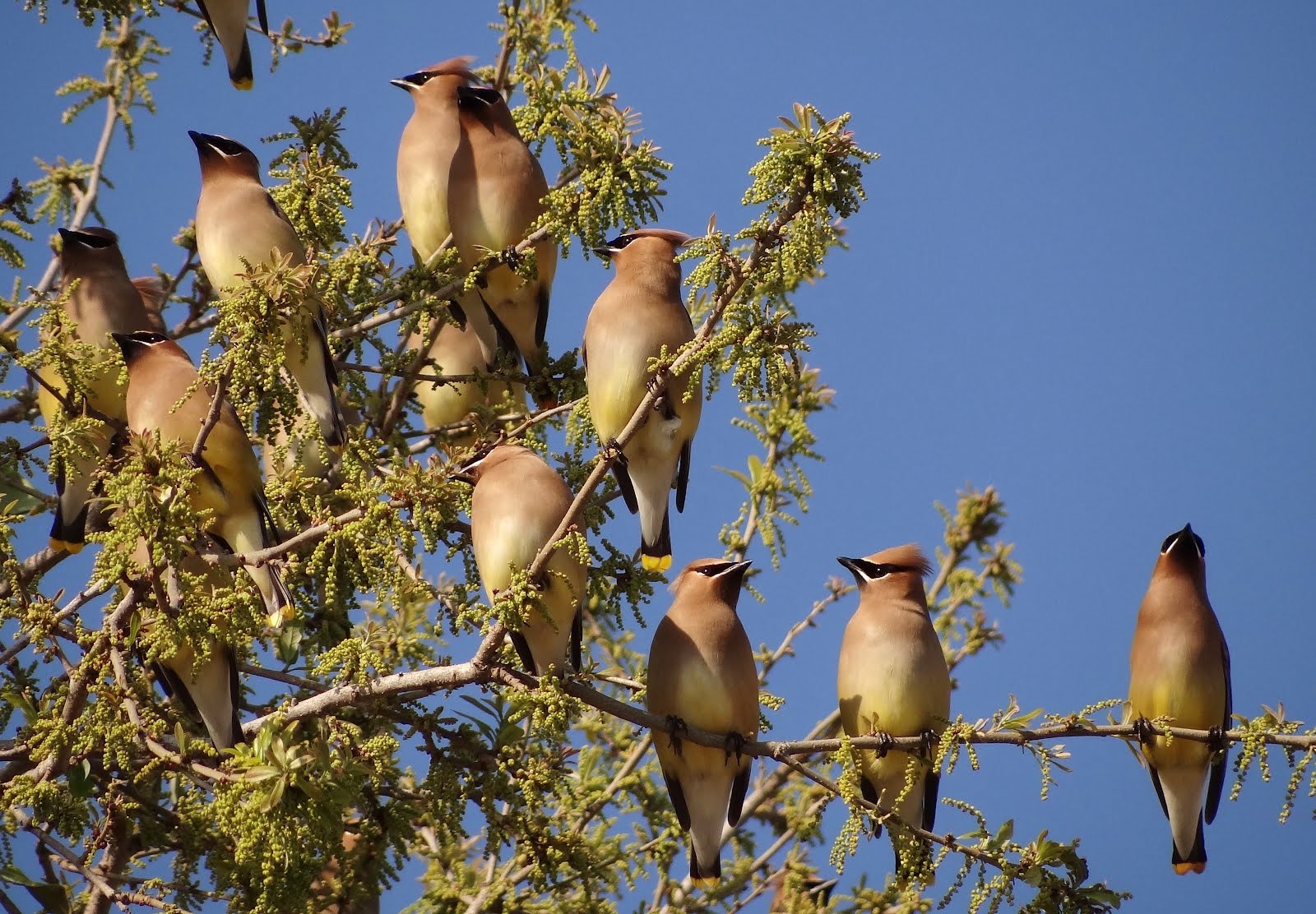 Gardening under the Florida sun Cedar Waxwings!