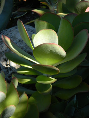 Kalanchoe thyrsiflora Paddle plant at the Toronto Botanical Garden by garden muses-not another Toronto gardening blog