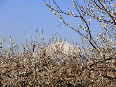 曽我梅林