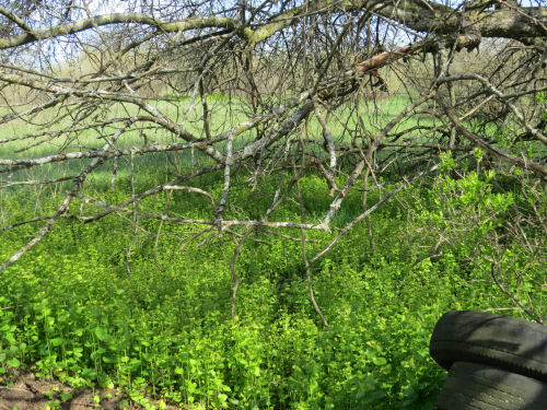 garlic mustard
