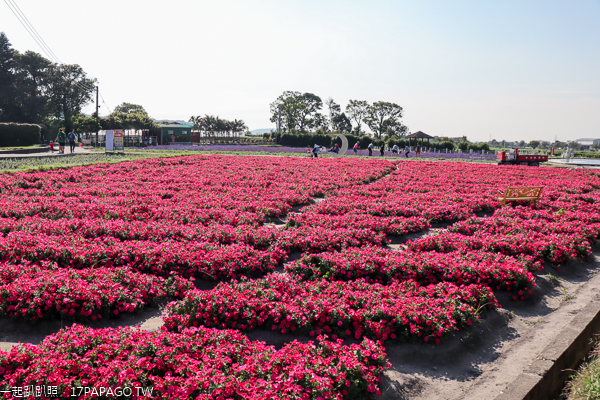台中后里|中社花市|2019百合花和數十種花海美翻天|婚紗外拍熱門景點 台中后里|中社花市|2019百合花和數十種花海美翻天|婚紗外拍熱門景點