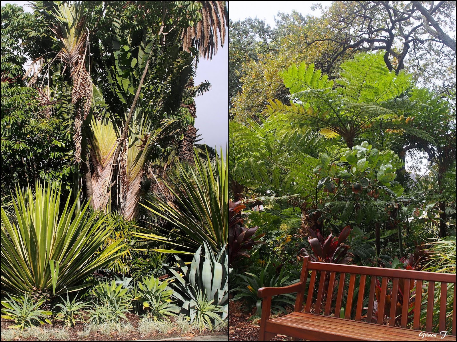 Perth Daily Photo : A botanical enigma..